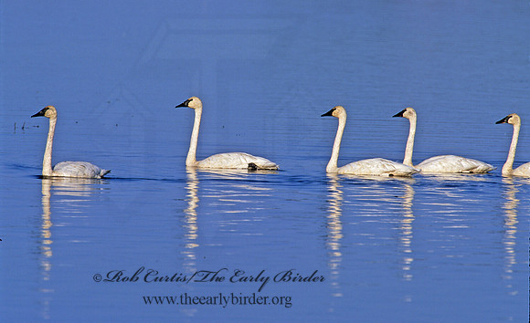 Cygnus buccinator  TRUMPETER SWAN 1285908