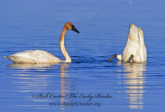 Cygnus buccinator  TRUMPETER SWAN 1285911