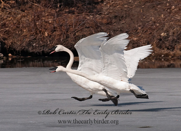 Cygnus buccinator  TRUMPETER SWAN 3001314