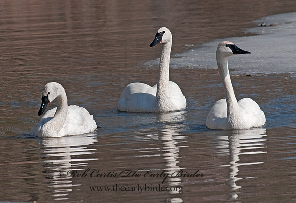 Cygnus buccinator  TRUMPETER SWAN 3001323