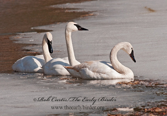 Cygnus buccinator  TRUMPETER SWAN 3001327