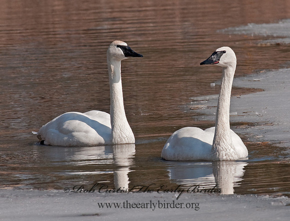 Cygnus buccinator  TRUMPETER SWAN 3001330