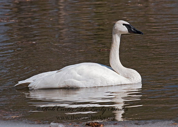 Cygnus buccinator  TRUMPETER SWAN 3001332