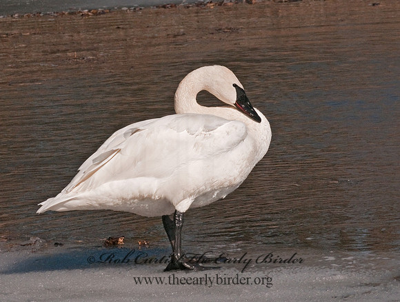 Cygnus buccinator  TRUMPETER SWAN 3001340