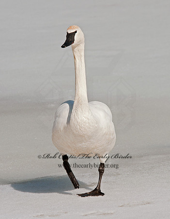 Cygnus buccinator  TRUMPETER SWAN 3001345