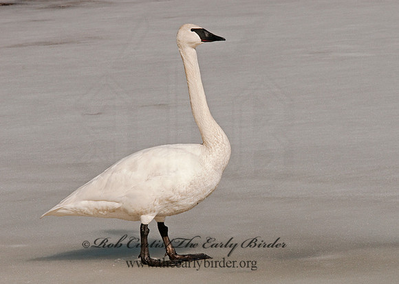 Cygnus buccinator  TRUMPETER SWAN 3001344