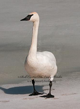 Cygnus buccinator  TRUMPETER SWAN 3001346