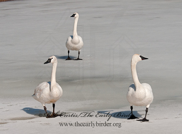 Cygnus buccinator  TRUMPETER SWAN 3001347