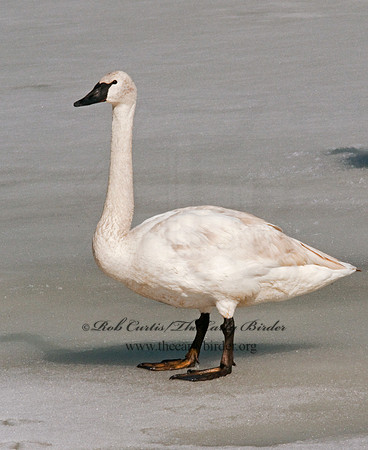 Cygnus buccinator  TRUMPETER SWAN 3001349