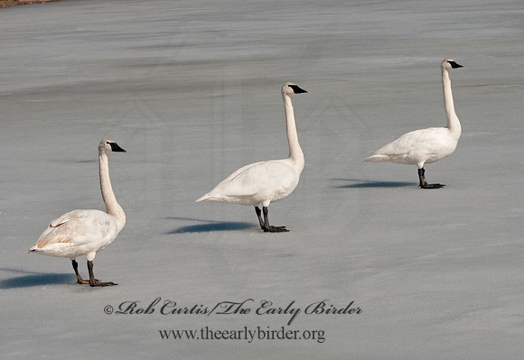 Cygnus buccinator  TRUMPETER SWAN 3001355