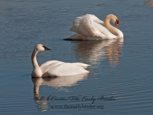 Cygnus buccinator  TRUMPETER SWAN 3001360