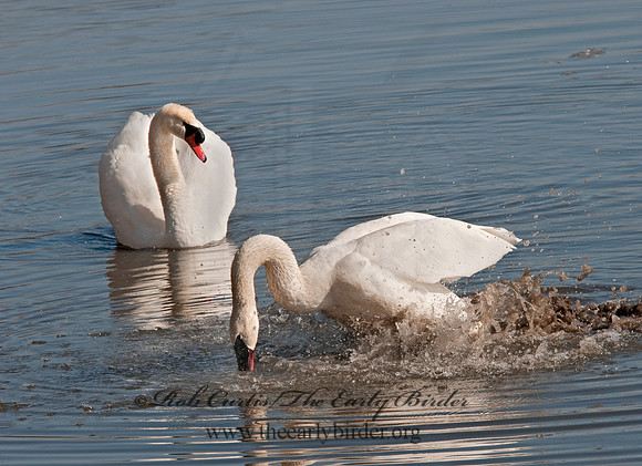 Cygnus buccinator  TRUMPETER SWAN 3001358
