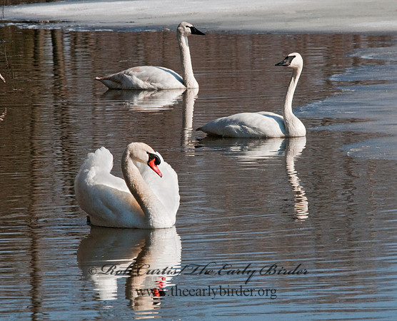 Cygnus buccinator  TRUMPETER SWAN 3001365