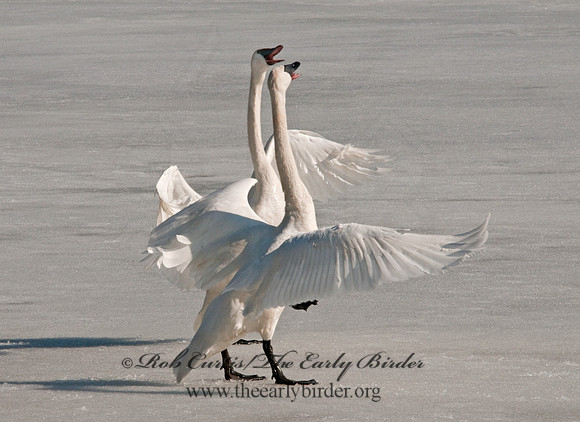 Cygnus buccinator  TRUMPETER SWAN 3001368