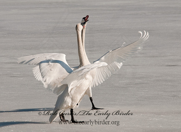 Cygnus buccinator  TRUMPETER SWAN 3001369