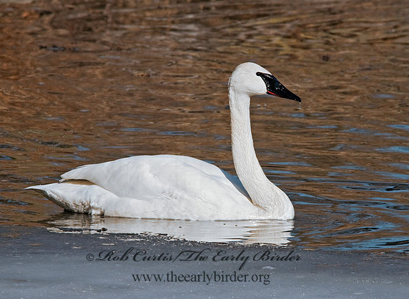 Cygnus buccinator  TRUMPETER SWAN 3001372