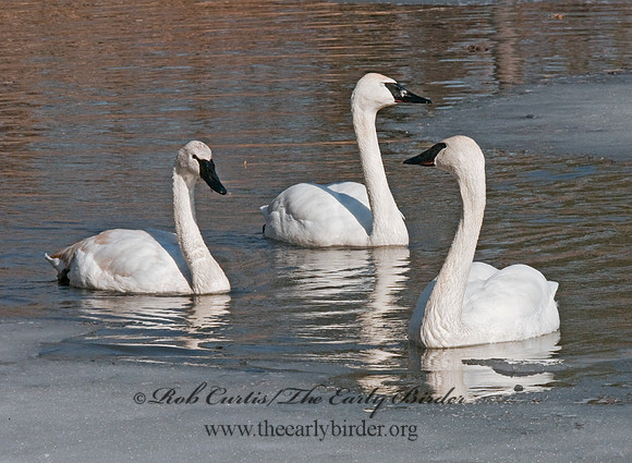 Cygnus buccinator  TRUMPETER SWAN 3001373