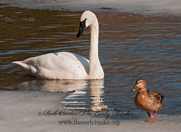 Cygnus buccinator  TRUMPETER SWAN 3001374