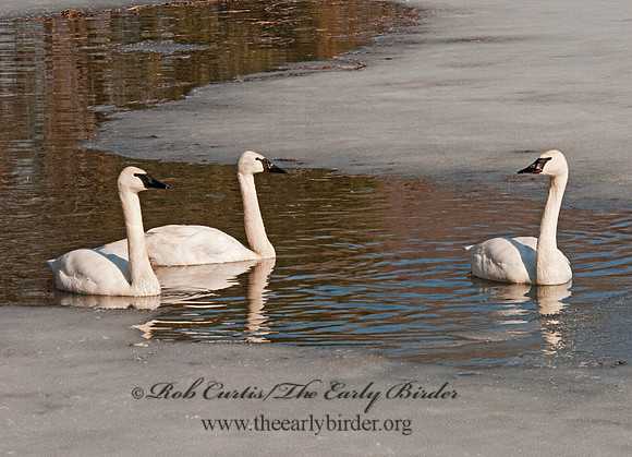 Cygnus buccinator  TRUMPETER SWAN 3001376