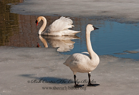 Cygnus buccinator  TRUMPETER SWAN 3001377