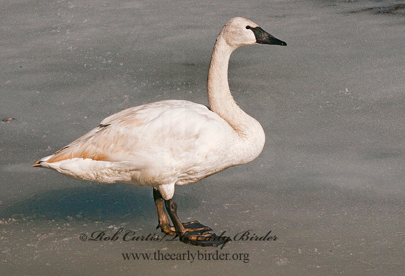 Cygnus buccinator  TRUMPETER SWAN 3001378
