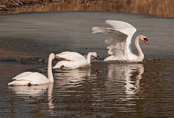 Cygnus buccinator  TRUMPETER SWAN 3001382
