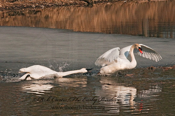 Cygnus buccinator  TRUMPETER SWAN 3001383