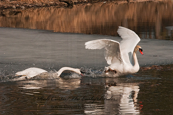 Cygnus buccinator  TRUMPETER SWAN 3001384