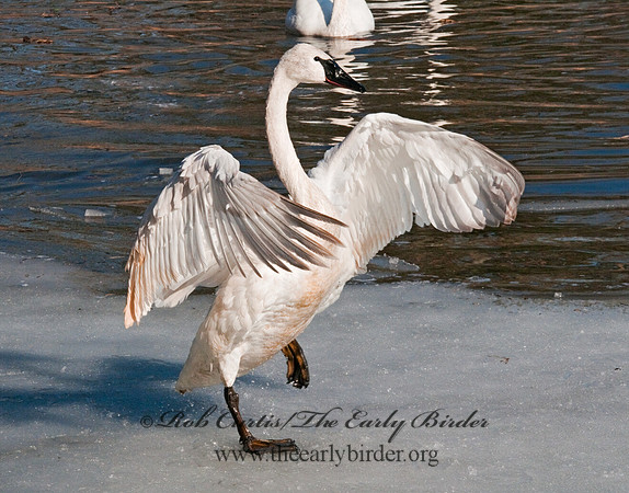 Cygnus buccinator  TRUMPETER SWAN 3001387