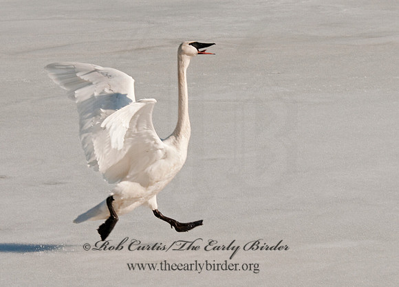 Cygnus buccinator  TRUMPETER SWAN 3001394