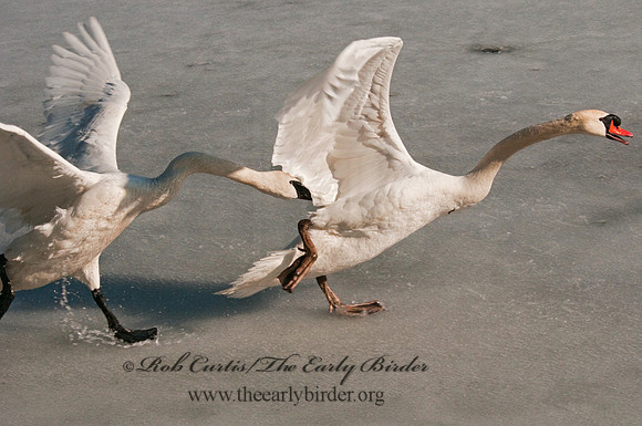 Cygnus buccinator  TRUMPETER SWAN 3001392
