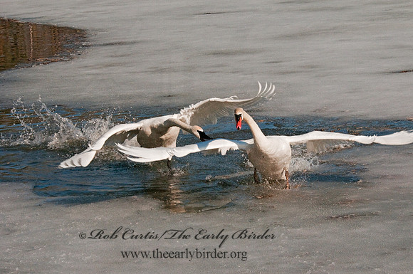 Cygnus buccinator  TRUMPETER SWAN 3001389