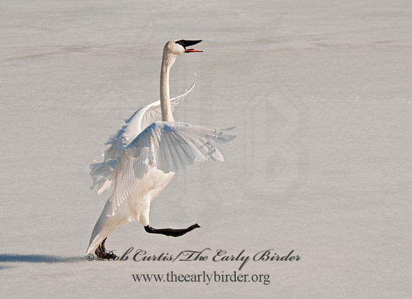 Cygnus buccinator  TRUMPETER SWAN 3001395