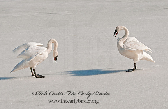 Cygnus buccinator  TRUMPETER SWAN 3001397