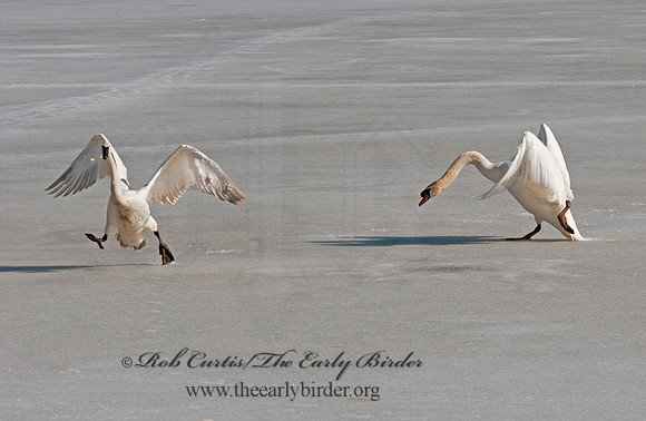 Cygnus buccinator  TRUMPETER SWAN 3001403