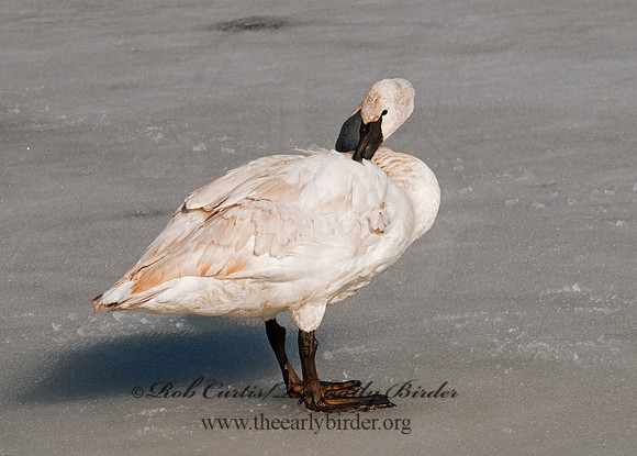 Cygnus buccinator  TRUMPETER SWAN 3001406