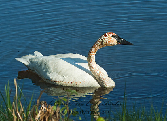 Cygnus buccinator  TRUMPETER SWAN 4001532