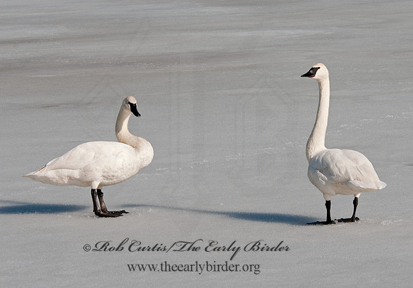 Cygnus buccinator  TRUMPETER SWAN 3001410