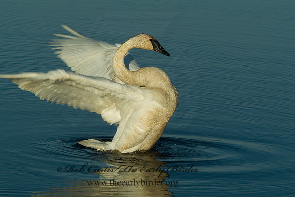 Cygnus buccinator  TRUMPETER SWAN 4001521