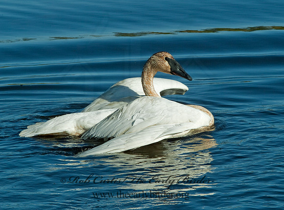 Cygnus buccinator  TRUMPETER SWAN 4001535