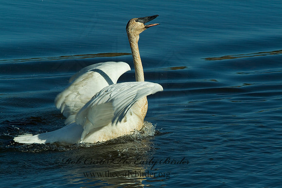 Cygnus buccinator  TRUMPETER SWAN 4001536