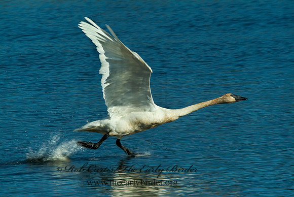 Cygnus buccinator  TRUMPETER SWAN 4001544