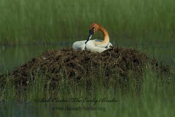 Cygnus buccinator  TRUMPETER SWAN 4001603