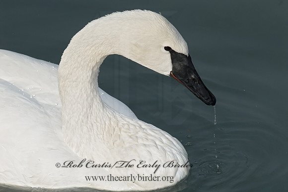 Cygnus buccinator  TRUMPETER SWAN 6018762
