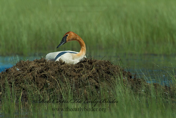 Cygnus buccinator  TRUMPETER SWAN 4001610