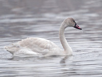 Cygnus columbianus TUNDRA SWAN 6029192