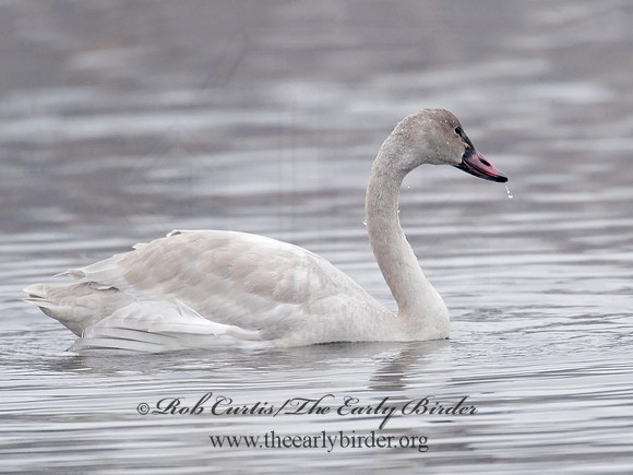 Cygnus columbianus  TUNDRA SWAN 6029192