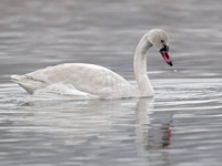 Cygnus columbianus TUNDRA SWAN 6029197