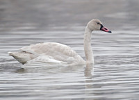 Cygnus columbianus TUNDRA SWAN 6029200