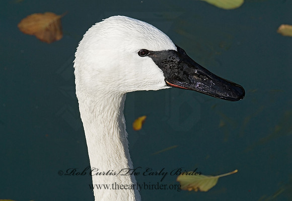 Cygnus buccinator  TRUMPETER SWAN 6018727